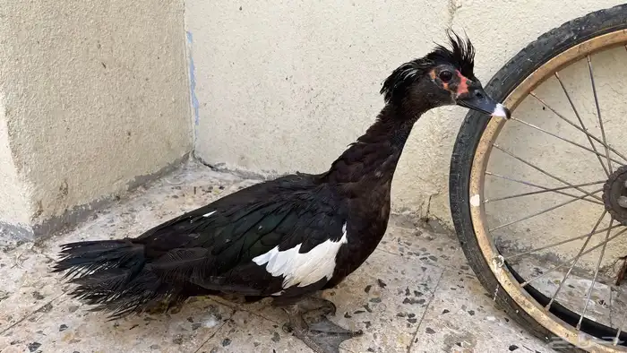 بط مصري ذكر للبيع 0