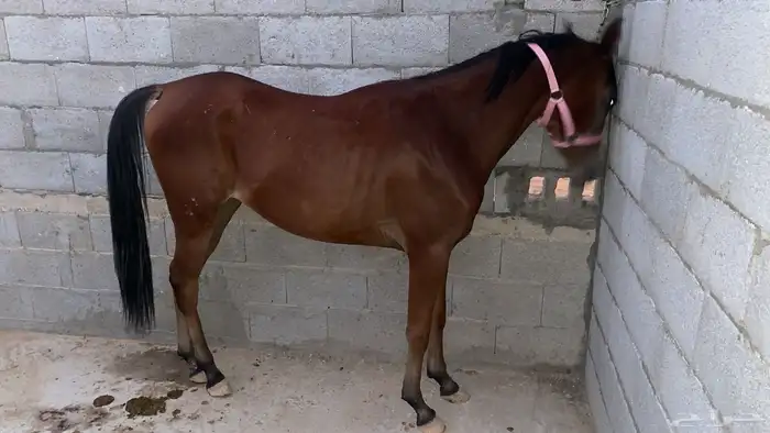 مهرة عربية شعبية فاخرة 0