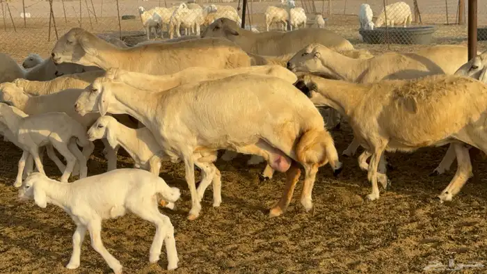 غنم حريات خلفات عددها 44 معاها 44 والفحل 17