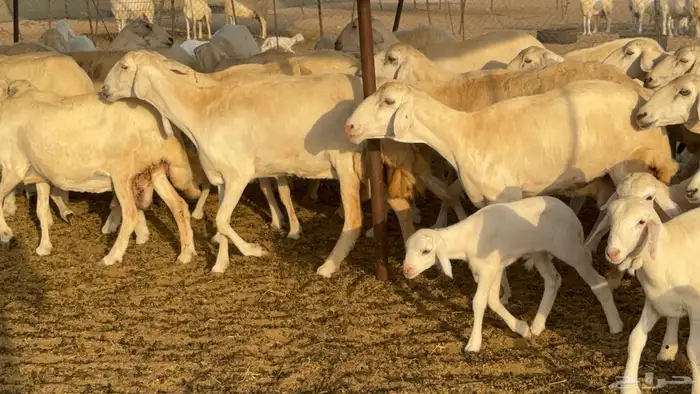 غنم حريات خلفات عددها 44 معاها 44 والفحل 10