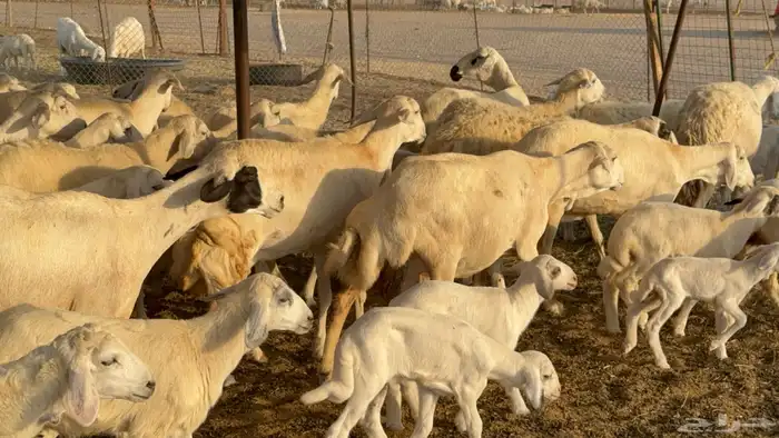 غنم حريات خلفات عددها 44 معاها 44 والفحل 8