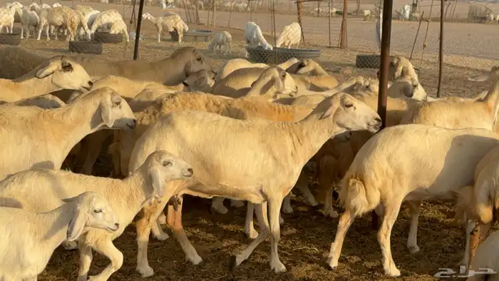 غنم حريات خلفات عددها 44 معاها 44 والفحل 7