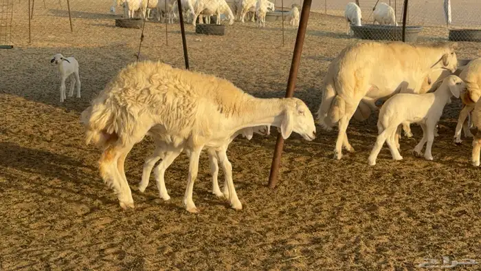 غنم حريات خلفات عددها 44 معاها 44 والفحل 25