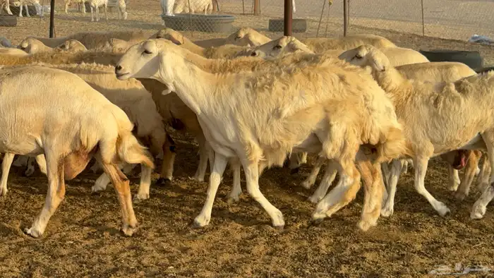 غنم حريات خلفات عددها 44 معاها 44 والفحل 0