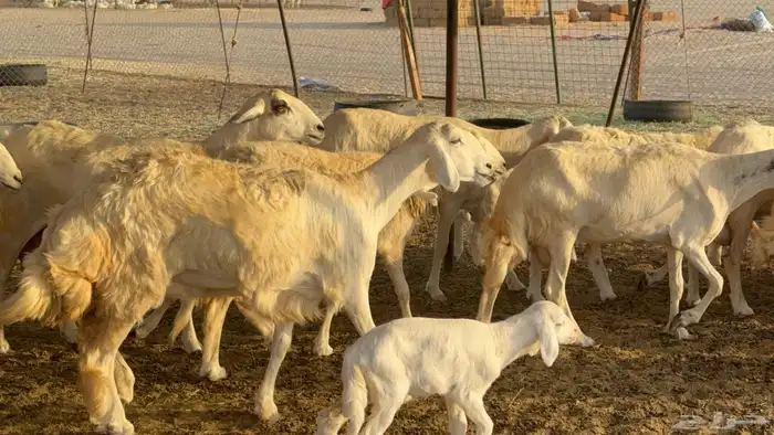 غنم حريات خلفات عددها 44 معاها 44 والفحل 2