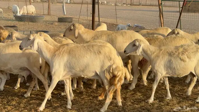 غنم حريات خلفات عددها 44 معاها 44 والفحل 6