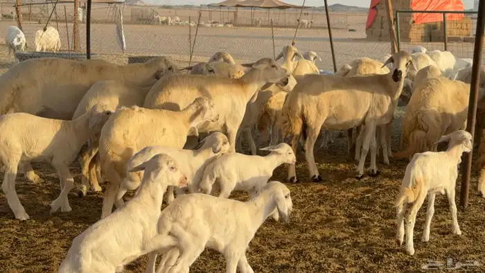 غنم حريات خلفات عددها 44 معاها 44 والفحل 1