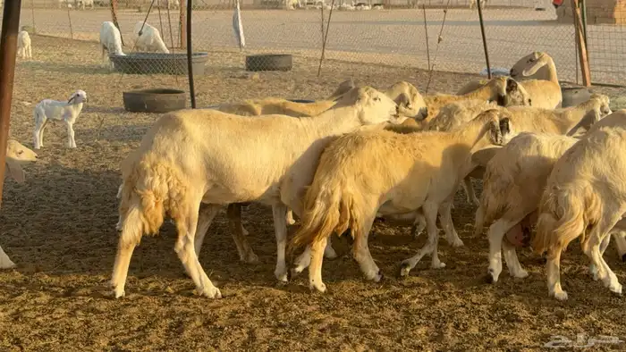 غنم حريات خلفات عددها 44 معاها 44 والفحل 21