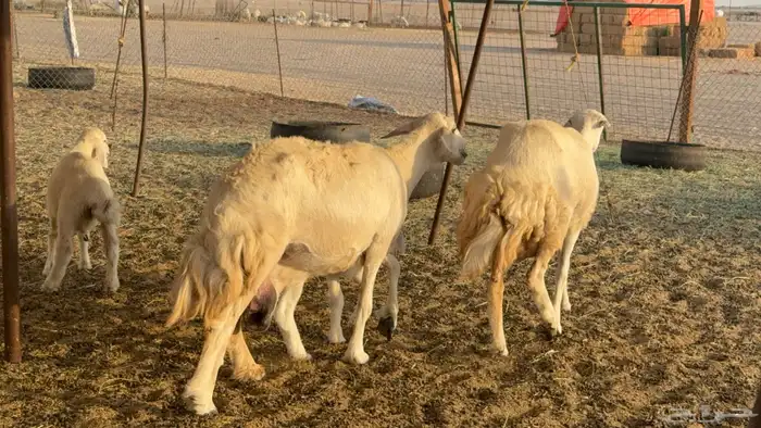 غنم حريات خلفات عددها 44 معاها 44 والفحل 9