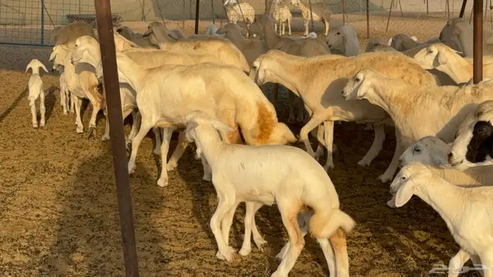 غنم حريات خلفات عددها 44 معاها 44 والفحل 11