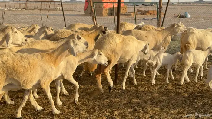 غنم حريات خلفات عددها 44 معاها 44 والفحل 16