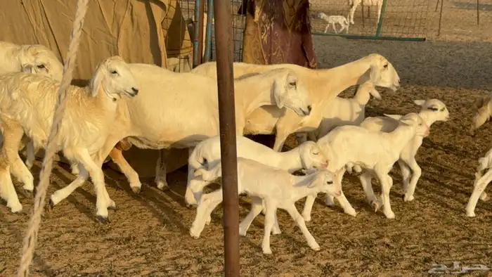 غنم حريات خلفات عددها 44 معاها 44 والفحل 20