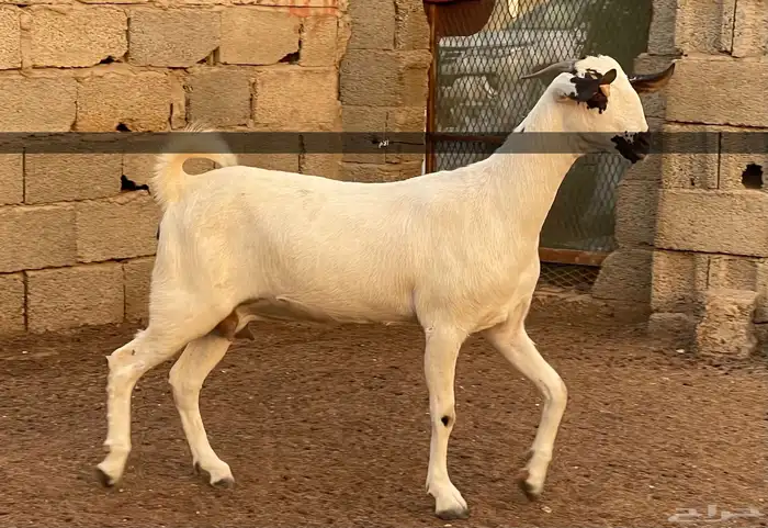 مشروع فحل بيشي صنف 4