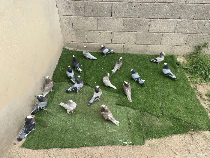 حمام هزاز 0