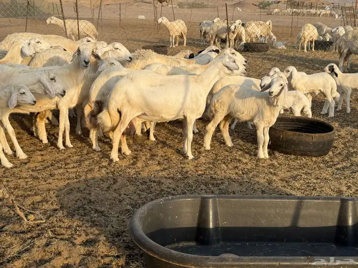 غنم حريات خلفات عددها 44 معاها 44 والفحل 14