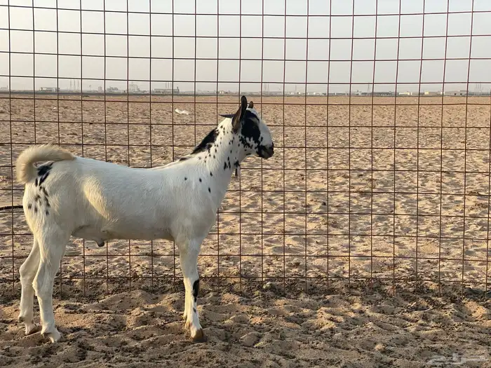 مشروع فحل بيشي 1