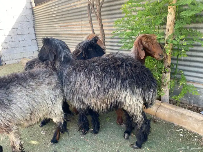 عرب فاخره 5