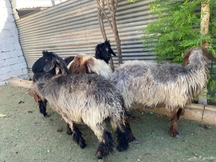 عرب فاخره 9