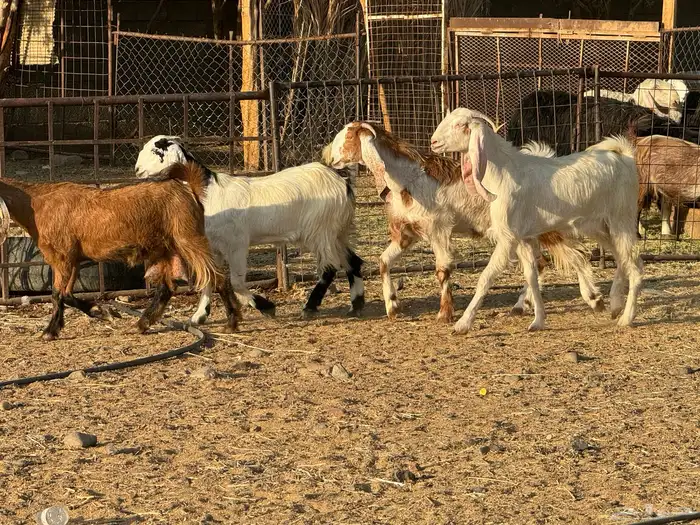 جفار مصريات. تم البيع 1