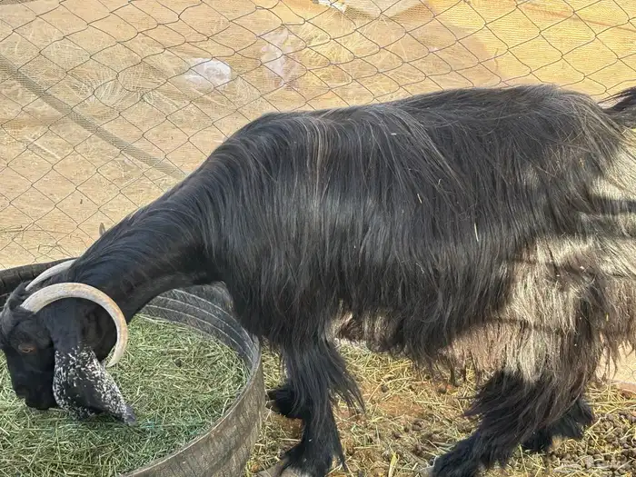 عنزين تحتها 4 طيبه و شرط صحة وديد سلم 12