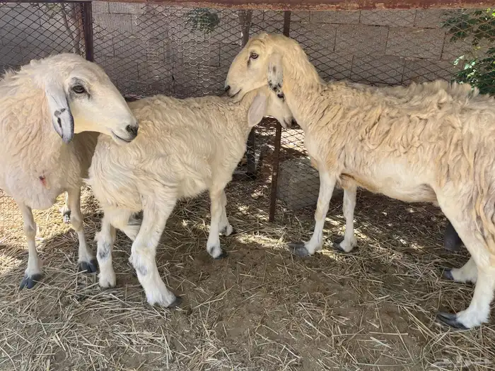 غنم حريات 1