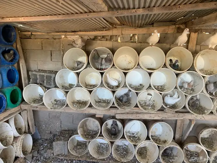 حمام سلفر 4