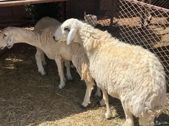 غنم حريات 2