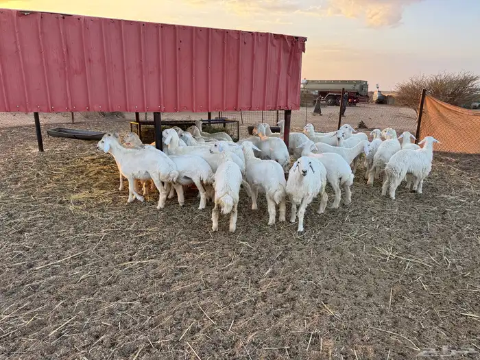 رخال نظيفة مراح واحد العدد 30 3