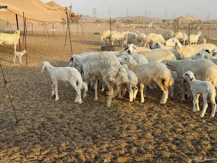غنم حريات خلفات عددها 44 معاها 44 والفحل 24