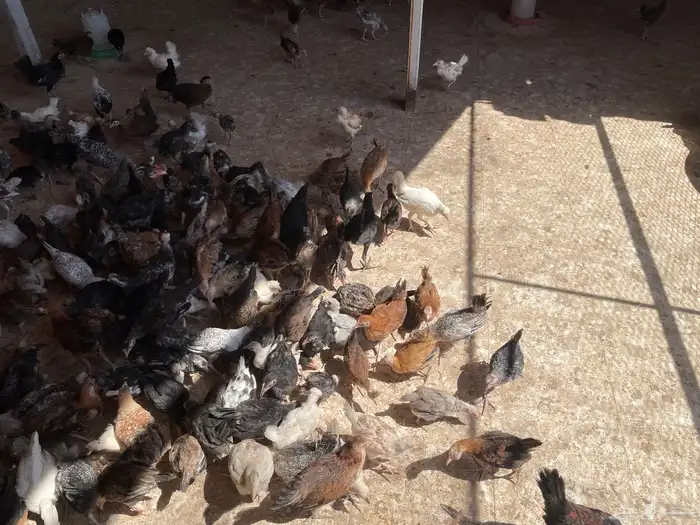 دجاج بلدي العمر 4 اشهر ينبع 3