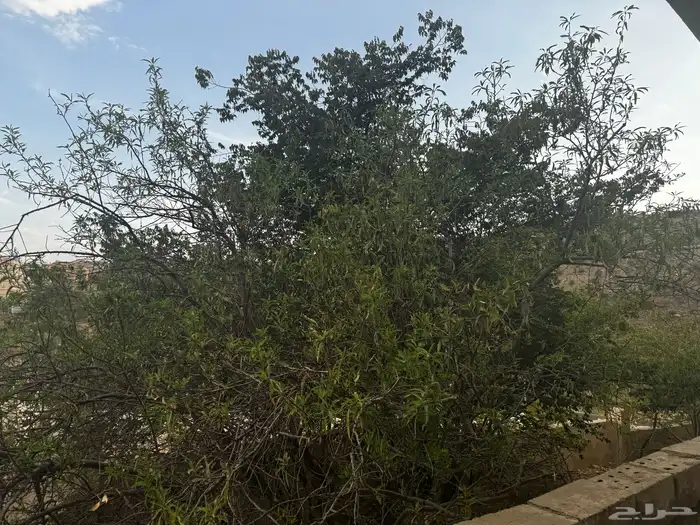 اي جار بي ت شعبي 46