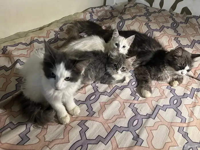 قطط 1
