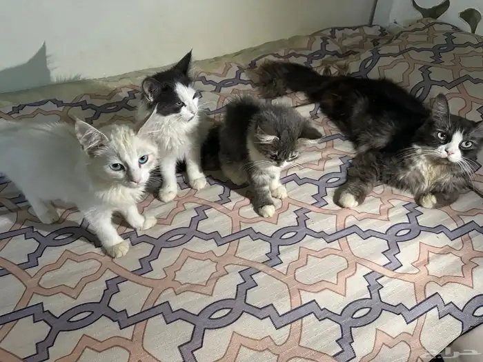 قطط 0