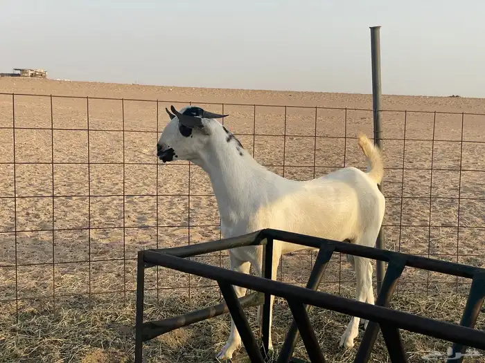 مشروع فحل بيشي صنف 1