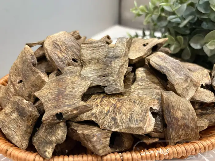 عود كينام مستزرع طبيعي 1