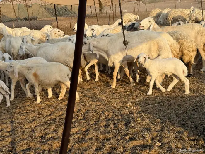 غنم حريات خلفات عددها 44 معاها 44 والفحل 26