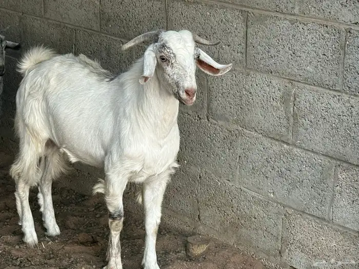 تيوس ذبايح بريه فواخر حلال ديره عدد 2 2