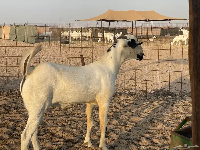 مشروع فحل بيشي صنف 2