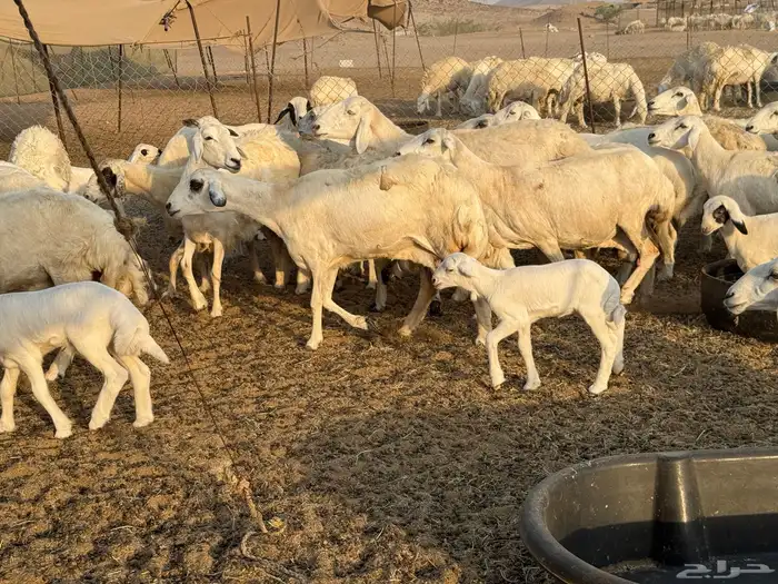 غنم حريات خلفات عددها 44 معاها 44 والفحل 28