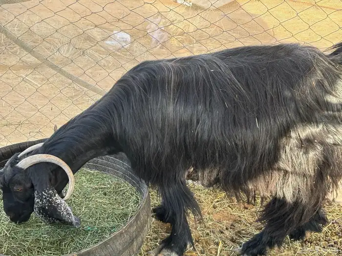 عنزين تحتها 4 طيبه و شرط صحة وديد سلم 7