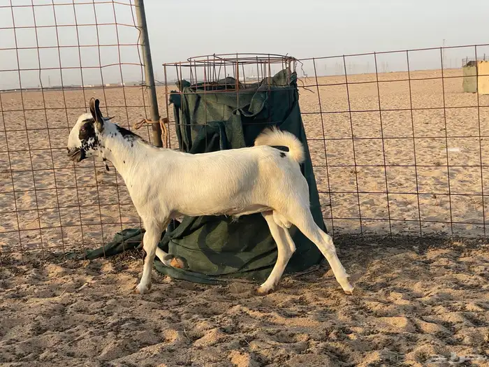 مشروع فحل بيشي 0