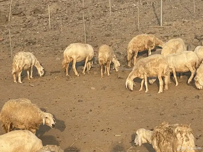 غنم مقاني للبيع 2