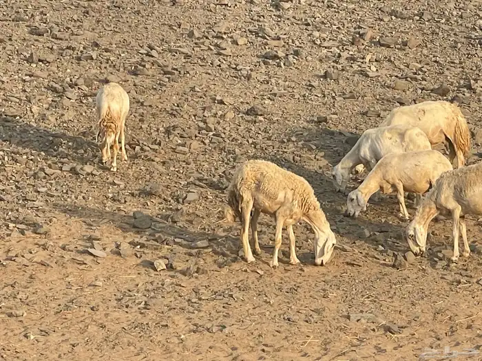 غنم مقاني للبيع 3