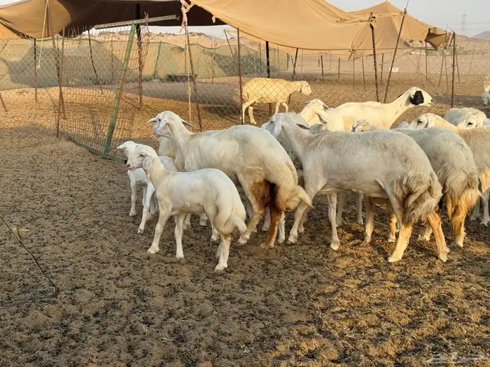 غنم حريات خلفات عددها 44 معاها 44 والفحل 27