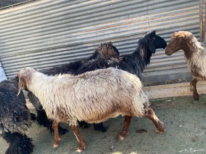 عرب فاخره 2