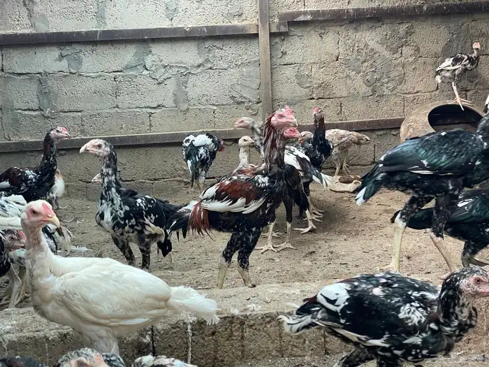 للبيع دجاج باكستاني سندي جمله 1