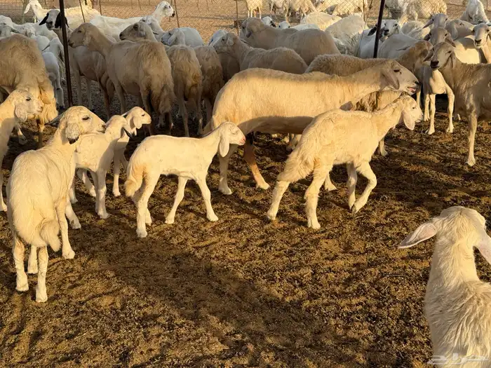غنم حريات خلفات عددها 44 معاها 44 والفحل 13