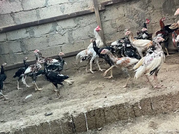 للبيع دجاج باكستاني سندي جمله 9
