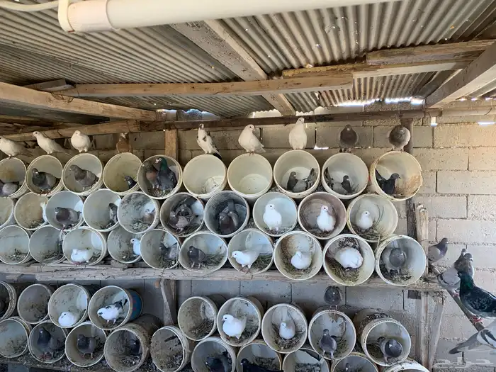 حمام سلفر 1