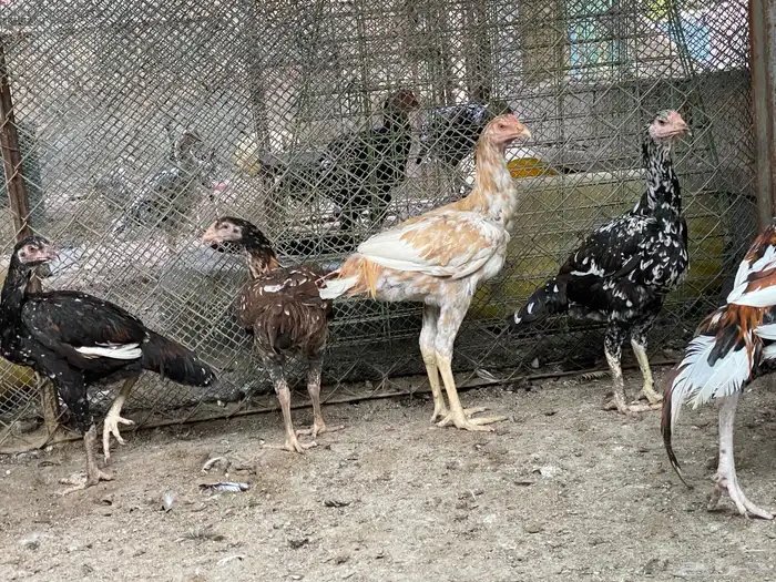 للبيع دجاج باكستاني سندي جمله 2